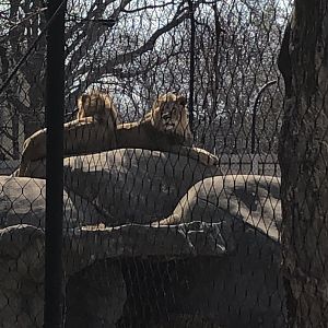 African Lions