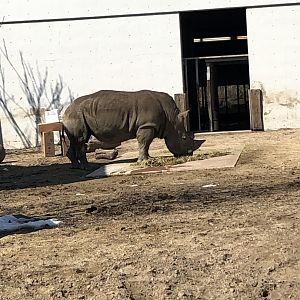 White Rhinoceros “Harmon”