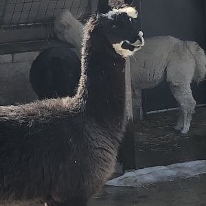 Alpaca