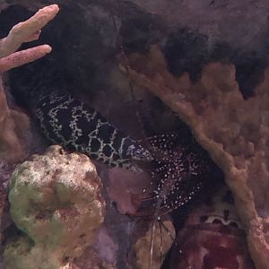 Chain Moray and Spiny Lobster