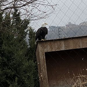 Bald Eagle