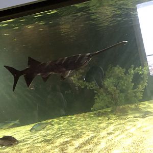 Paddlefish
