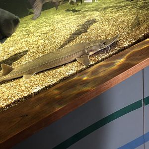 Sturgeon ID?