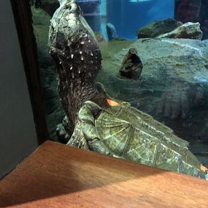 Alligator Snapping Turtle