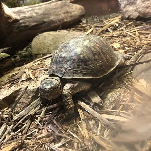Ornate? Box Turtle