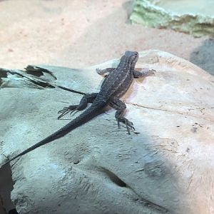 Fence Lizard