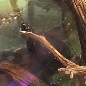 Spotted Turtle