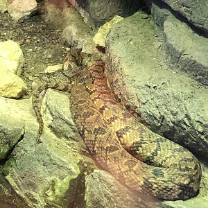 Diamondback Watersnake