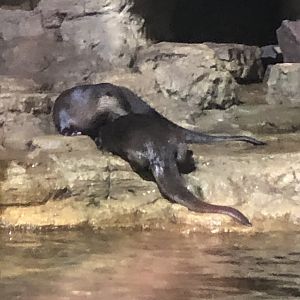 North American River Otters
