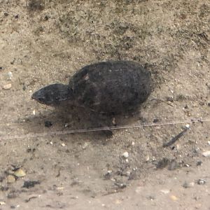Musk Turtle ID?