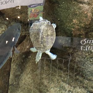 Florida Softshell Turtle