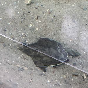 Florida Softshell Turtle