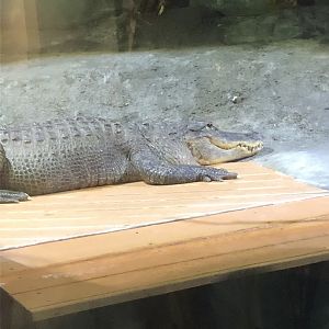 American Alligator