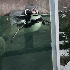 Humboldt Penguin