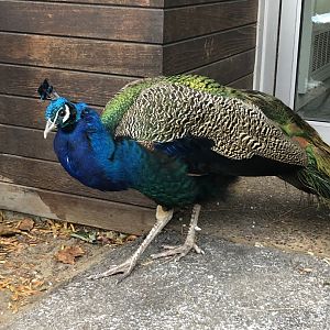 Indian Peafowl