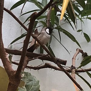 White-Eared Bulbul
