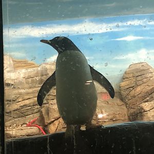 Gentoo Penguin
