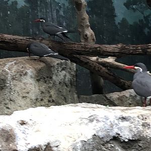 Inca Terns