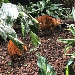 Malayan Chevrotain