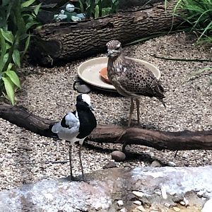 Cape Thick-Knee and Blacksmith Lapwing