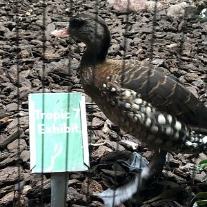 Spotted Whistling Duck