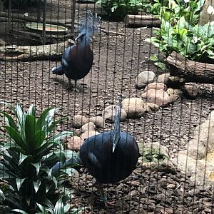 Victoria Crowned Pigeons