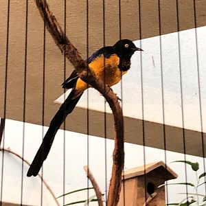 Golden-Breasted Starling