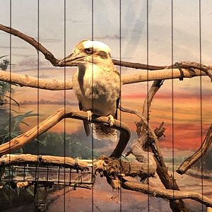 Kookaburra