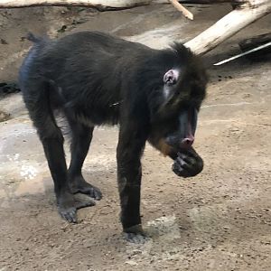 Mandrill