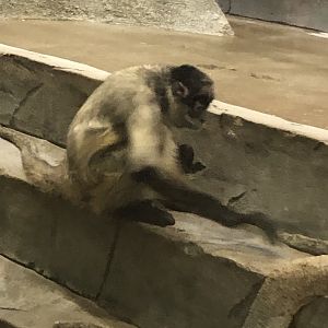 Black-Handed Spider Monkey