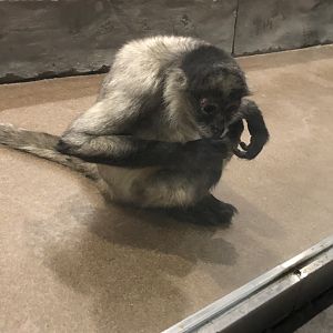 Black-Handed Spider Monkey