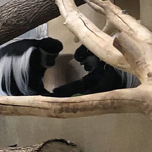 Black-and-White Colobus