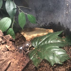 Peeping Tiger Salamander