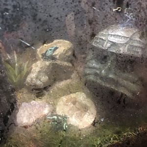 Various Dart Frog Species