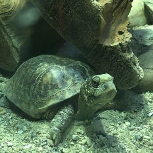 Ornate? Box Turtle