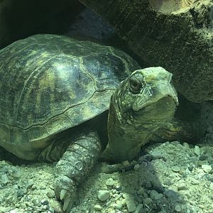 Ornate? Box Turtle