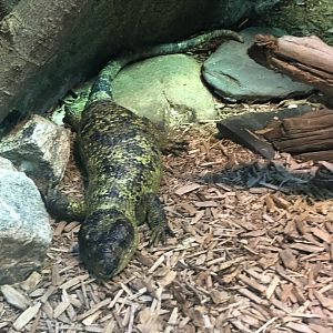 Prehensile-Tailed Skink