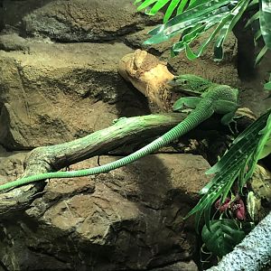 Emerald tree monitor