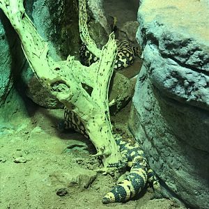 Gila Monster