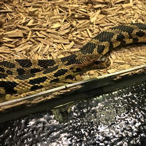 Bullsnake