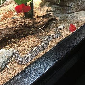 Gaboon Viper