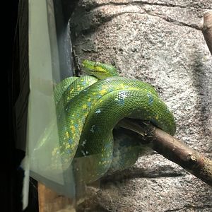 Green Tree Python