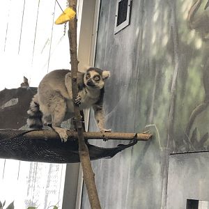 Ring-Tailed Lemur