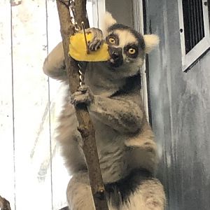 Ring-Tailed Lemur