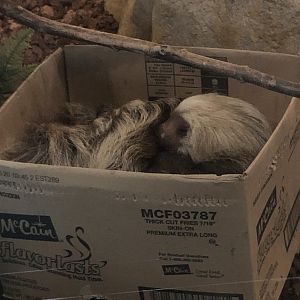Sleepy Hoffman’s Two-Toed Sloth