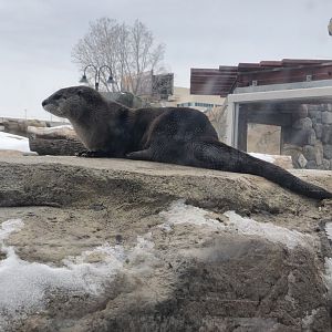 North American River Otter