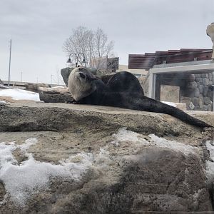 North American River Otter