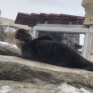 North American River Otter