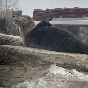 North American River Otter