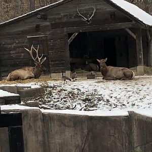 Roosevelt Elk